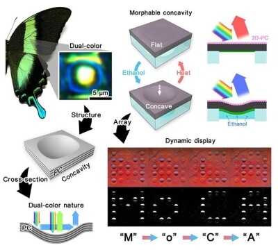 HKU Engineering researchers develop a soft colour-changing system that may lead to revolutionary optical devices