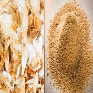 Feather Meal Market to Reach USD 4.2 Billion by 2032, Growing at a 3.46% CAGR