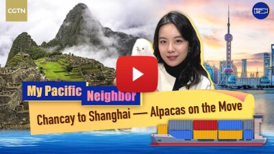 Chancay to Shanghai -- Alpacas on the Move