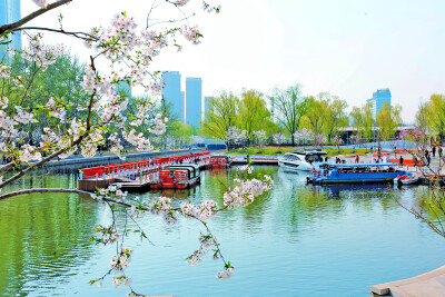 From Old Channel to New Garden: How Chaoyang’s "Sakura River" is Dazzling Spring
