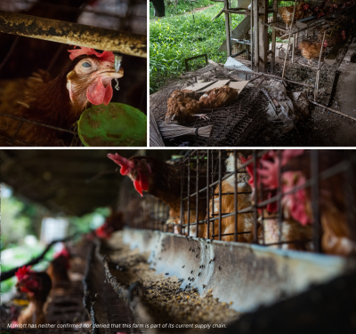 Marriott's 2025 Cage-Free Pledge in the Spotlight as Field Visit Raises Animal Welfare and Hygiene Concerns